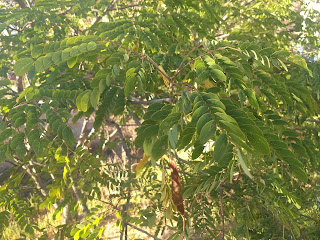 Alibizia Saman, Arbol de lluvia Alibizia Saman, Arbol de lluvia