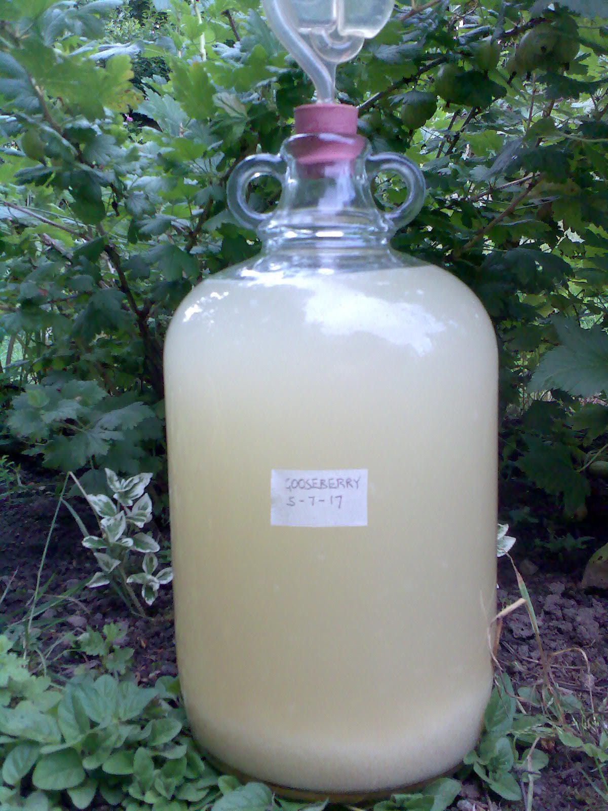 Ben's Adventures in Wine Making Gooseberry Wine 2017 The Making Of...