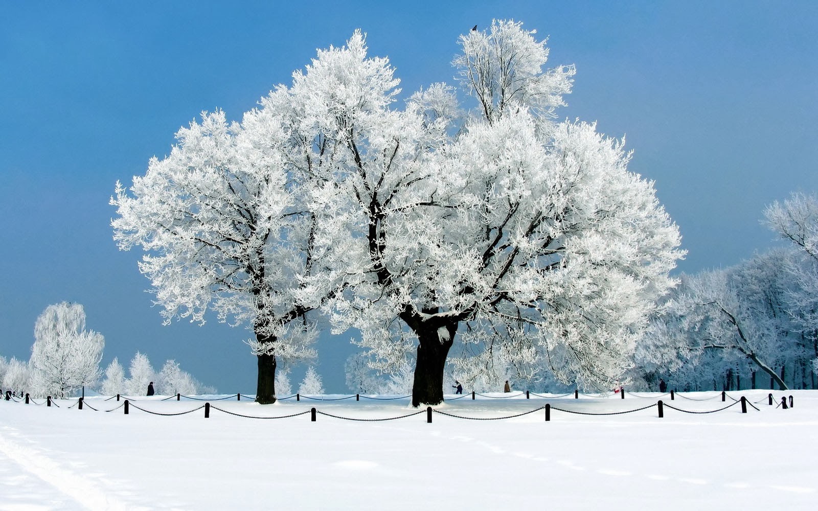 Cute Baby HD Wallpaper: White Tree Wallpapers