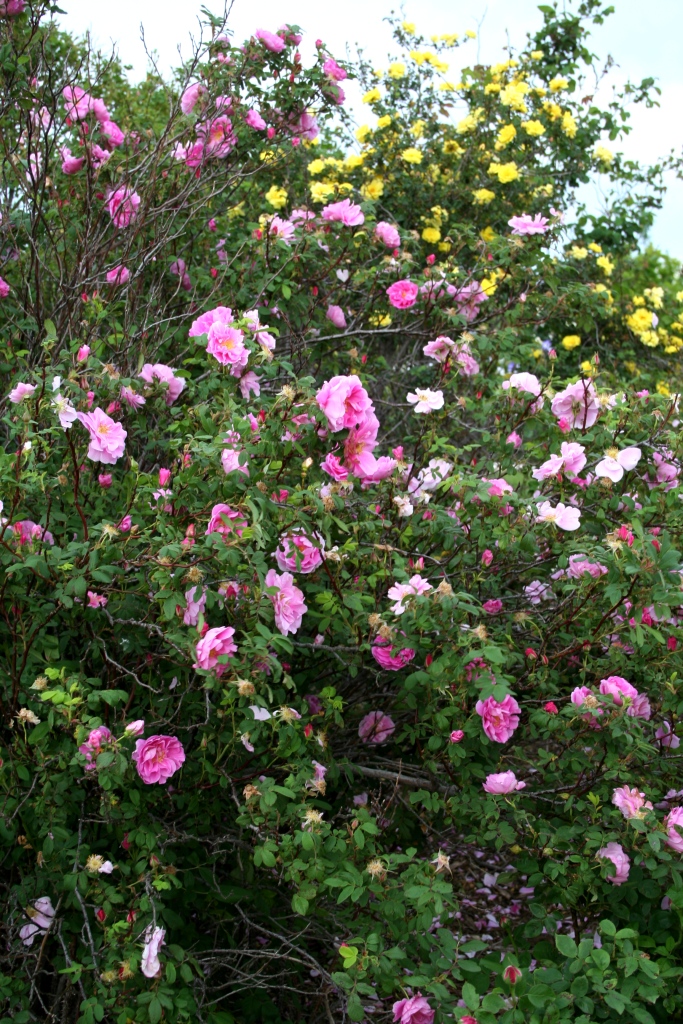 Garden Musings: Trailer Trash Therese