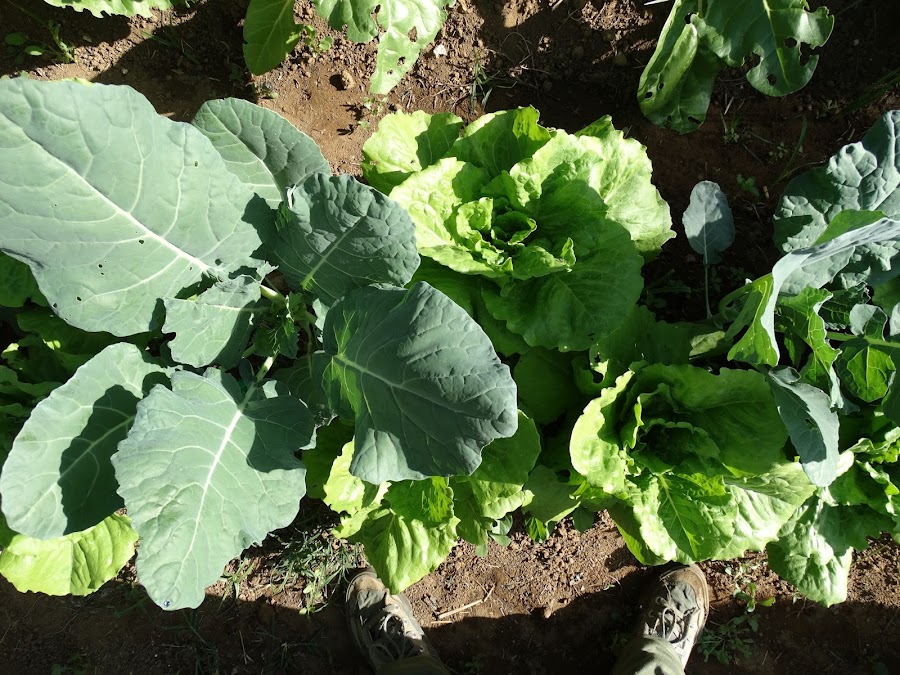 Brócolis y lechugas