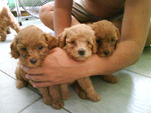3 Female Poodle Puppies for Sale