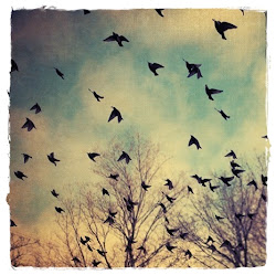 Great Fun etc: Baby Bird Where You Gone?