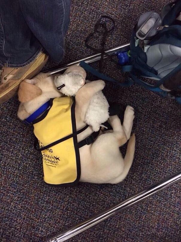#2 Guide Dog Puppy With His Teddy Bear - 10 Puppies On Their First Days Of Work That Will Make Your Day #2 Guide Dog Puppy With His Teddy Bear - 10 Puppies On Their First Days Of Work That Will Make Your Day