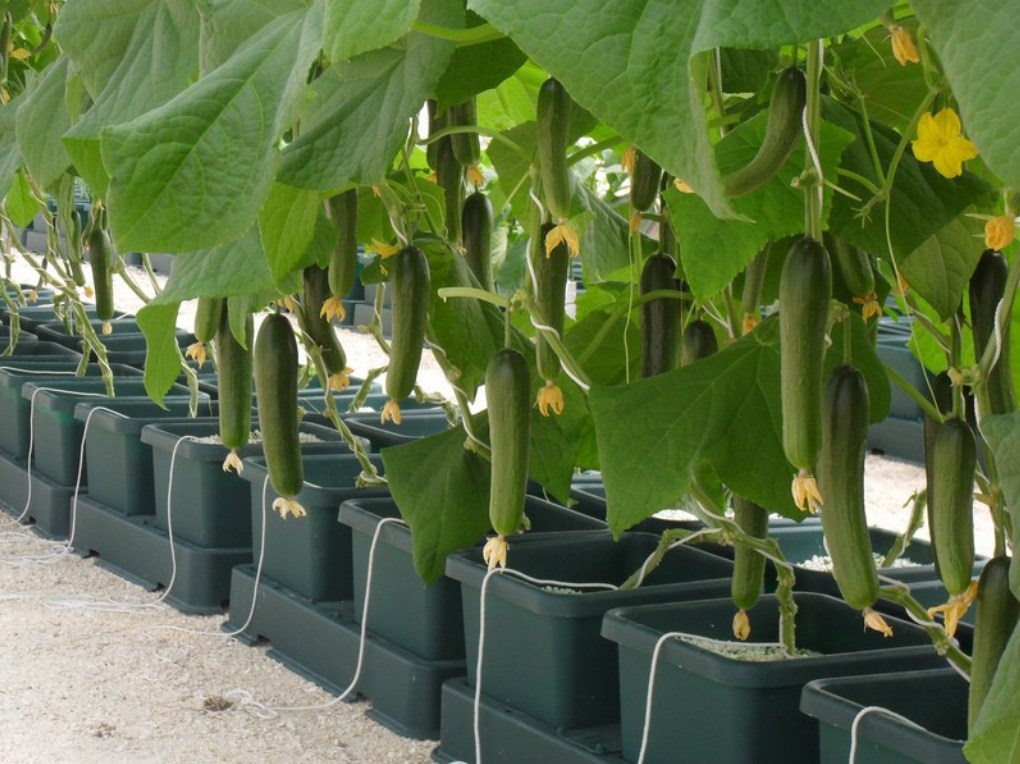 6 Example Plants Hydroponics Bible Gardens