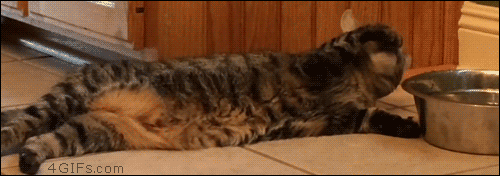 Funny cats - part 201, funny cat gif, best cute cat gifs, adorable cat gif