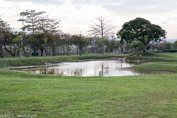 后里花田綠廊大波斯菊花海盛開,賞花拍照順遊棒棒糖花海 后里花田綠廊大波斯菊花海盛開,賞花拍照順遊棒棒糖花海