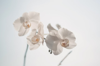 Textual description of firstImageUrl