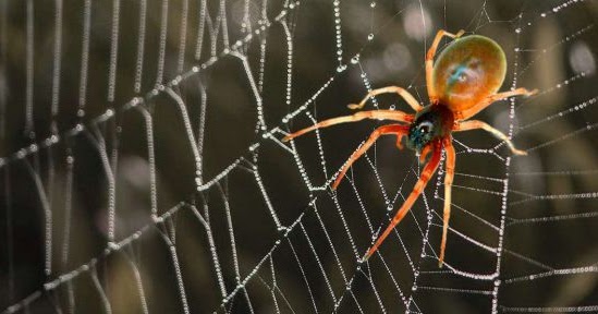Sahih Ruya Tabirleri Ruyada Orumcek Gormek Nedir Okumayan Pisman Olur