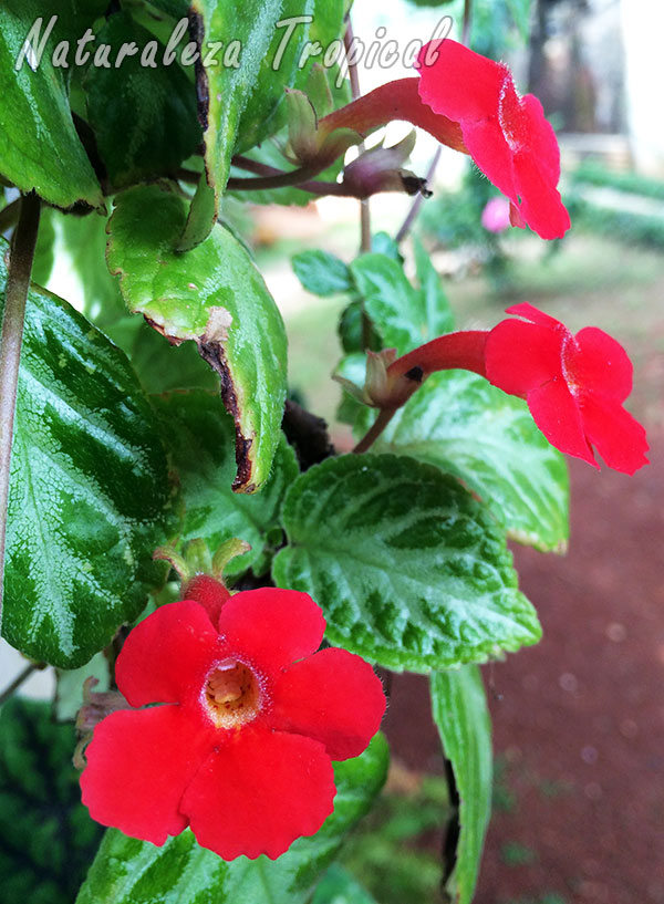Planta con flores del género Episcia