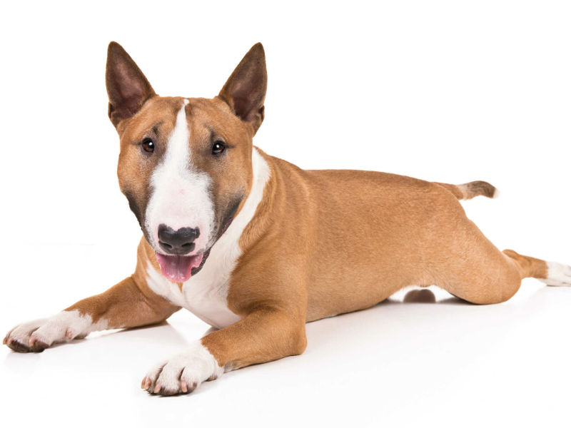 Everything about your Miniature Bull Terrier LUV My dogs