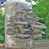 Mushroom spawn in Kolhapur District and Courier is available