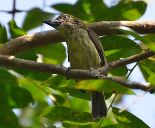 Speckled Tinkerbird