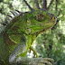MEDIO AMBIENTE: Cuidado con la iguana verde: no es una mascota