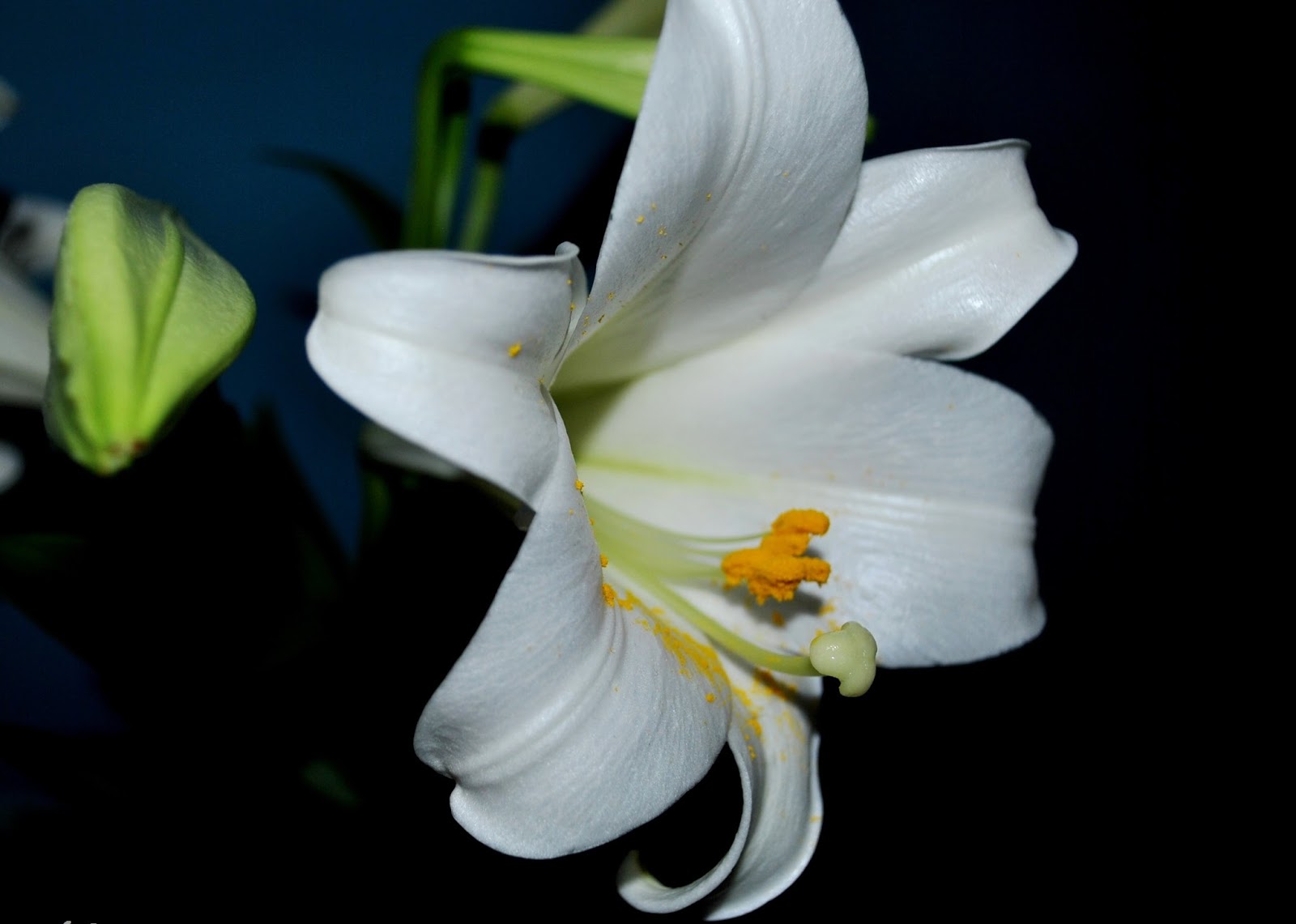 [Image: Cong-dung-chua-benh-cua-cay-hoa-bach-hop-5.jpg]