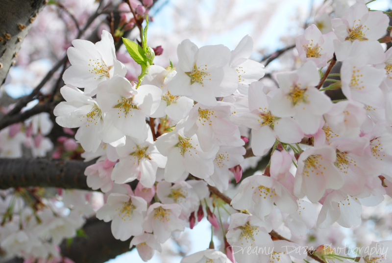 Dreamy Daze Photography Cherry Blossoms in Toronto