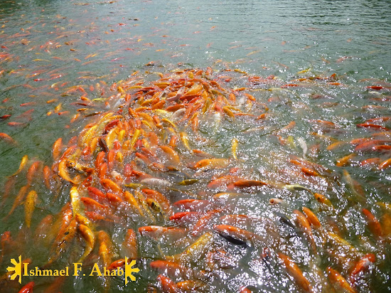 Koi fishes at Nuvali Park