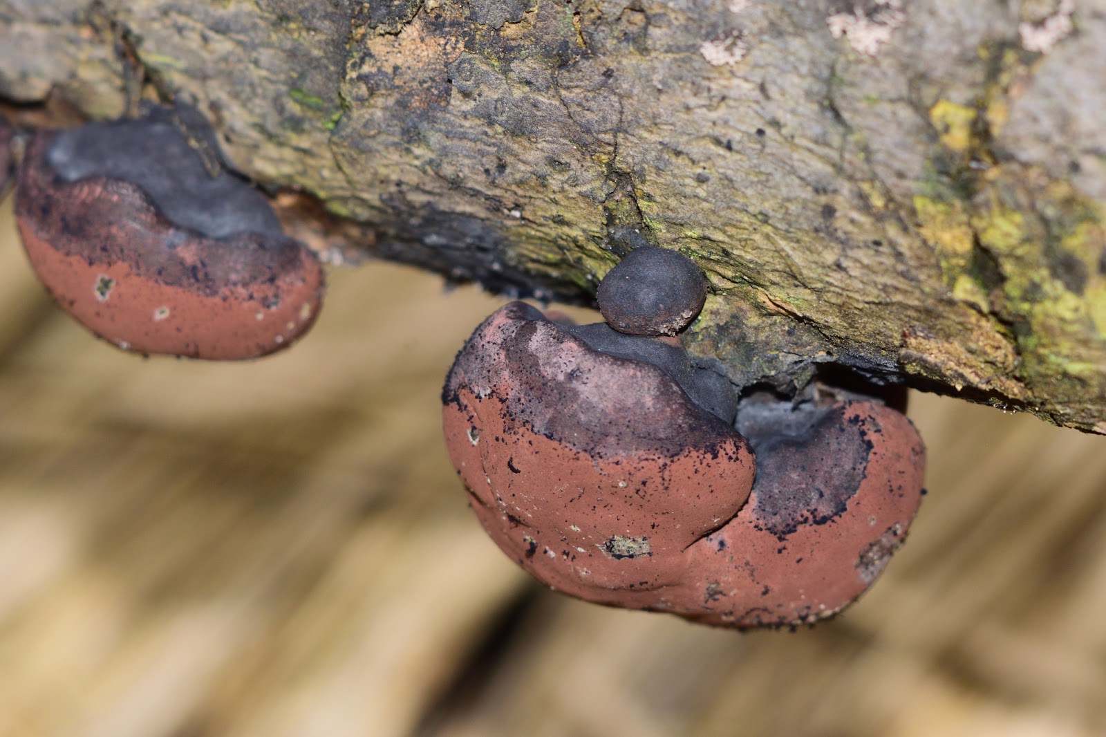 Unusual Fungus on Branch in Puriscal