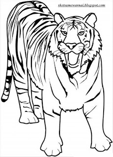 Mewarnai Gambar Binatang Harimau - GAMBAR MEWARNAI HD