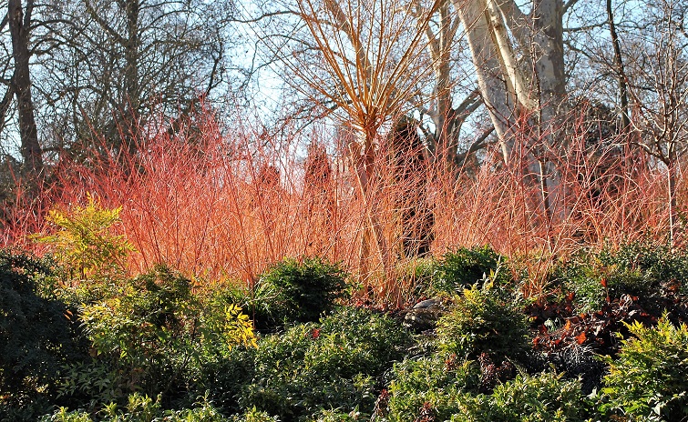 roter Hartriegel Gartengestaltung Cornus sanguineaa bunter Hartriegel - ein Hingucker