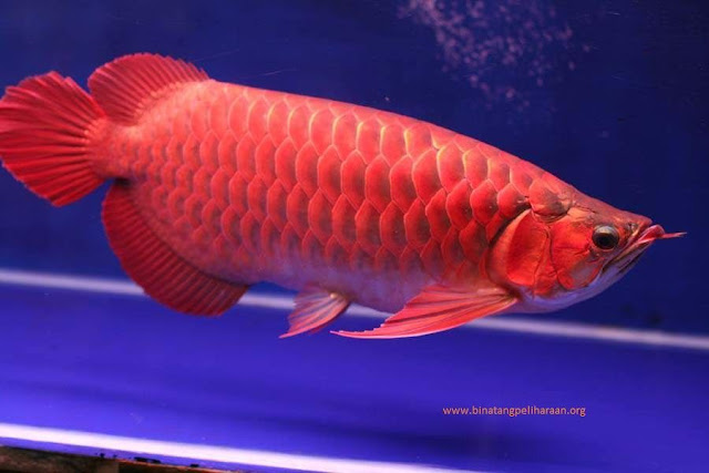 Nama Latin Ikan Arwana Dan Jenis Jenisnya gambar, foto Nama Latin Ikan Arwana Dan Jenis Jenisnya Scleropages formosus.