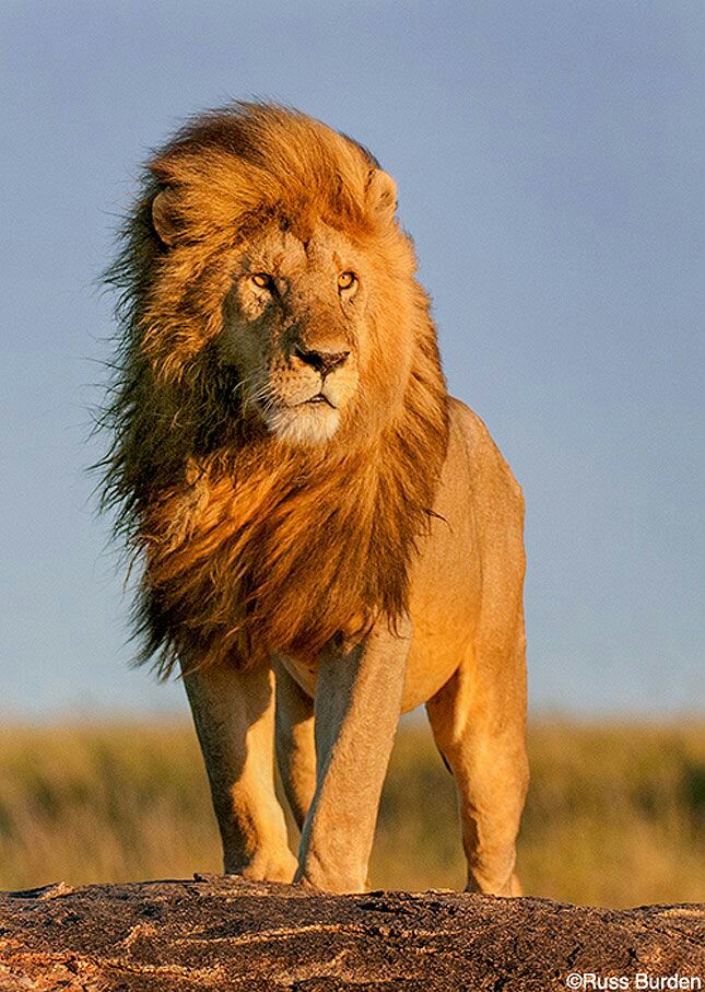 Lions Lions