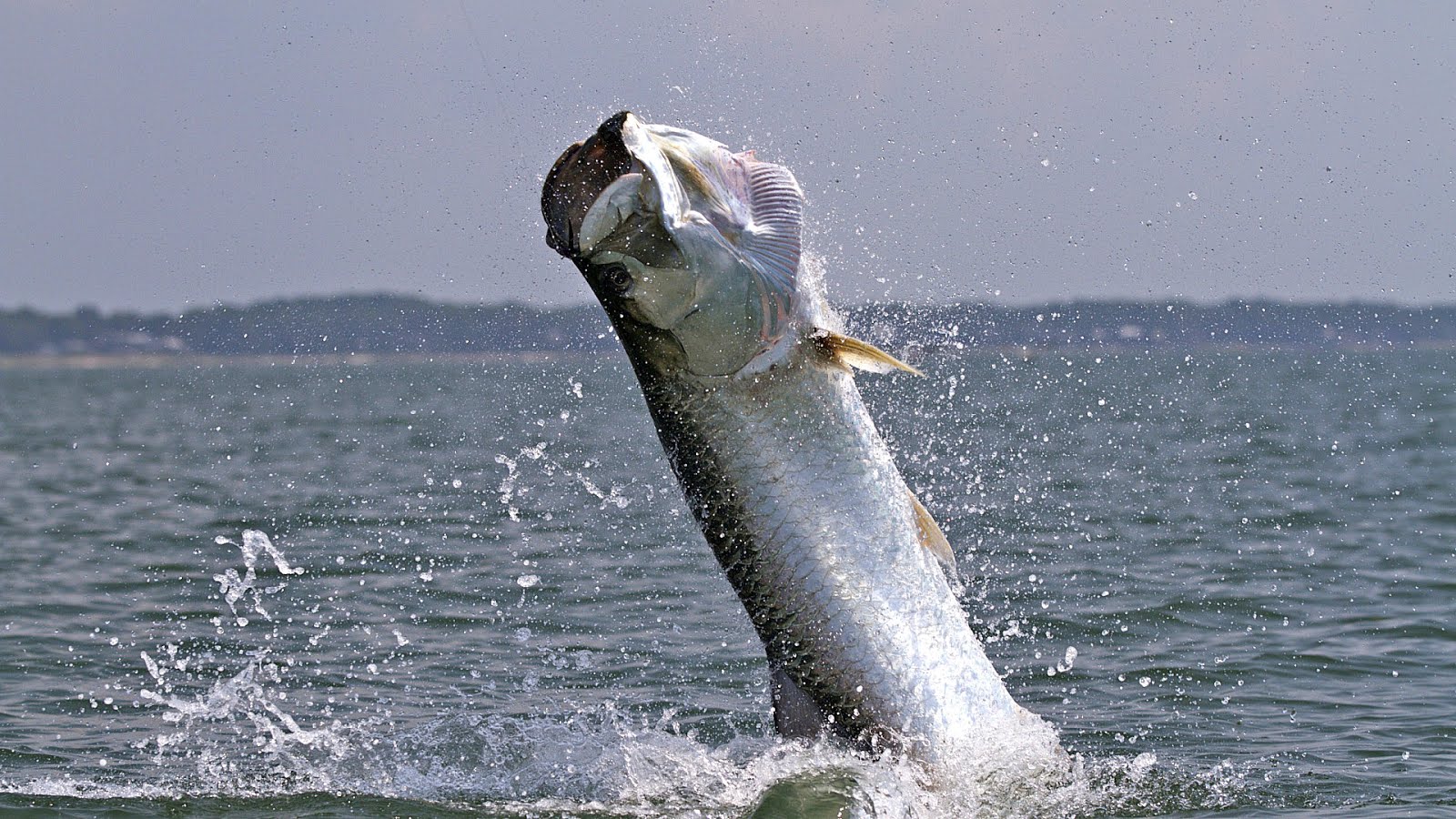 Largest Salt Water Fish Fish Choices