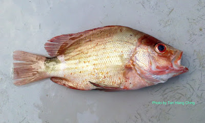 Malabar Blood Snapper juvenile