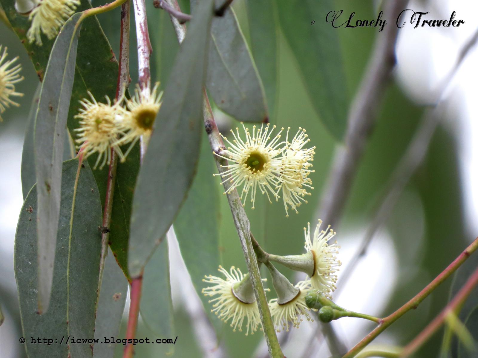 Eucalyptus flower Corymbia citriodora