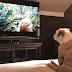 Bulldog Watches King Kong, And Her Protective Reaction Is Adorable