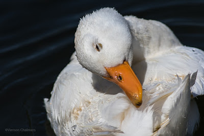 Happy Duck with Canon EOS 7D Mark II - Woodbridge Island 06