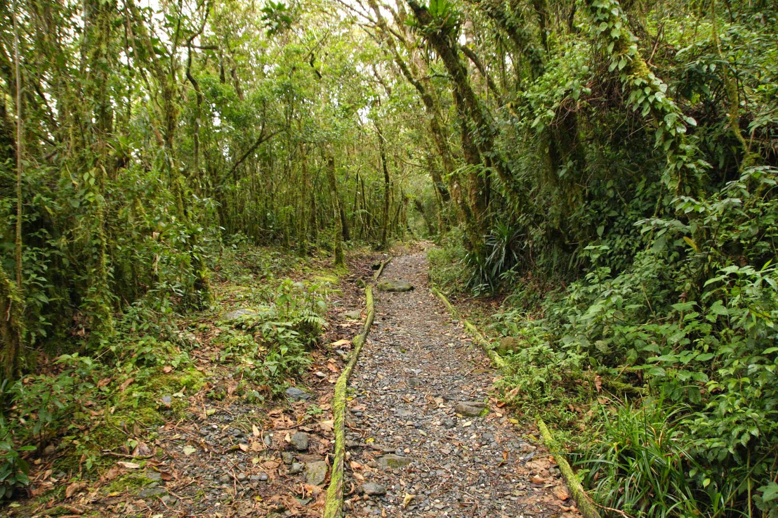 Parque nacional podocarpus