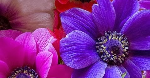 Anemone, Pink, Purple, Flower, Macro | Fantastic Materials