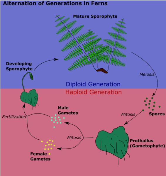 Science Doing: Kingdom Plantae: Alternation of generations