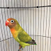 Mengenal Love Bird Golden Cherry