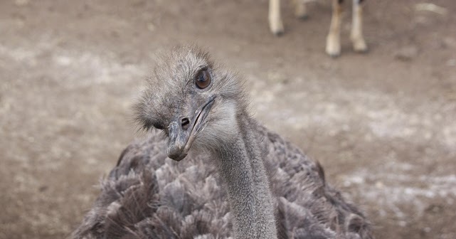 ダチョウ の 抗体 入り キャンディ