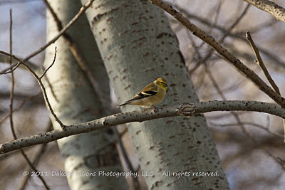 American Goldfinch Male Winter Colors Bird Photography Tips by Dakota Visions Photography LLC