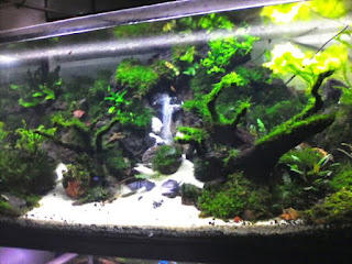 200 Referensi Desain Dan Model Aquascape Berdasarkan Tema https://www.faktapopuler.com/2018/12/200-referensi-desain-dan-model.html