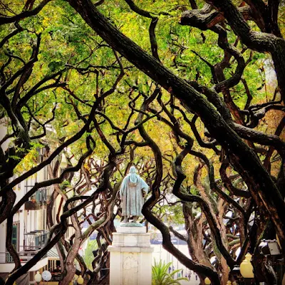 Statue and gnarled shade trees in Funchal, Madeira