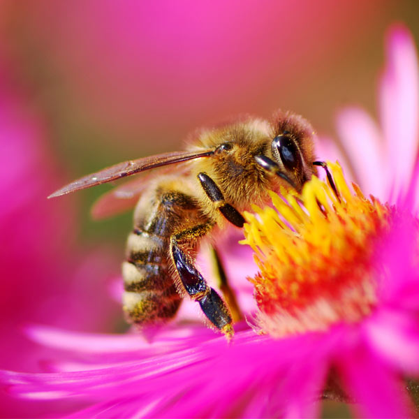 How to Save Bees HPLCO Top 3 Reasons Why Honey Bees Are Important to