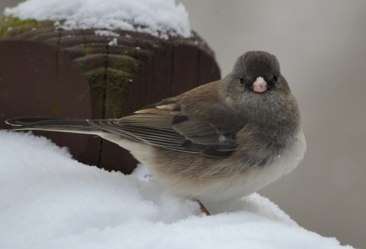 Woods Walks and Wildlife: Snowy Feeder Birds