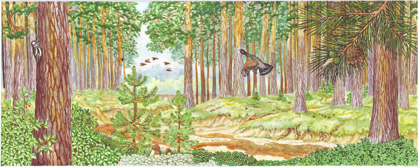 Паустовский береза. Лес картинка для детей. Иллюстрация леса для детей. Иллюстрации с изображением леса. Лес рисунок для детей.