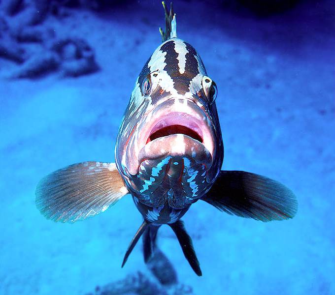 Nassau Grouper, a Large Predatory Fish