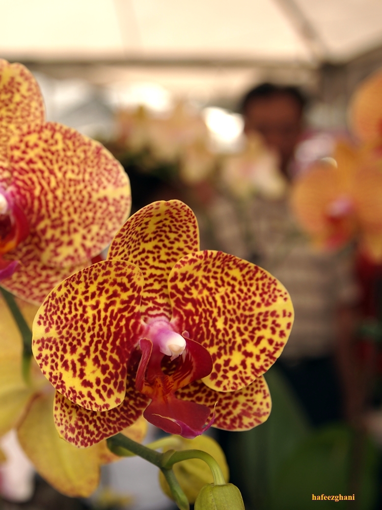Орхидея желтый леопард фото и описание сорта Odontocidium Yellow Tiger Орхидеи
