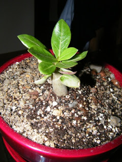 reproduccion del Adenium obesum o Rosa del desierto reproduccion del Adenium obesum o Rosa del desierto
