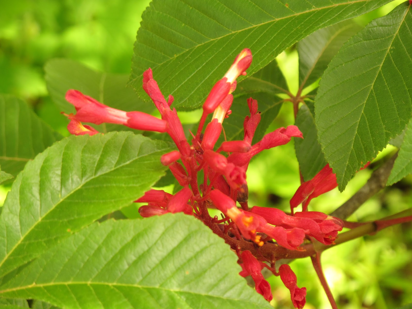 A Year With The Trees Red Buckeye Aesculus Pavia