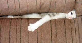 Ekspresi kucing lucu saat marah bikin ngakak Ekspresi kucing lucu saat marah bikin ngakak