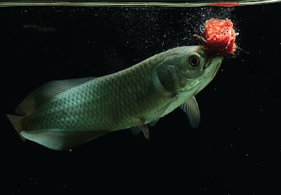 Makanan African Arowana