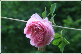 Louis Odier roses, Kazanlik damascene rose, róża damasceńska, róża Kazanlik, historia rózy Louis Odier
