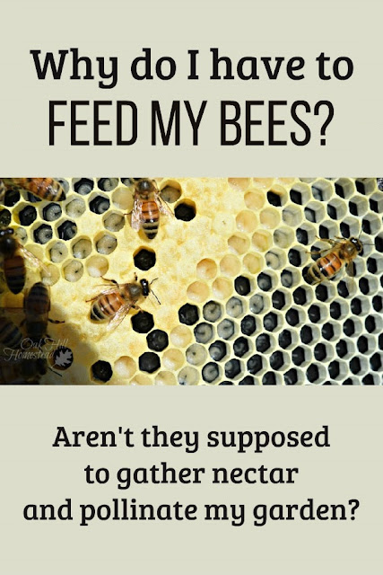 How to feed your new bees, and why you need to do it.